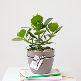 미세먼지 안녕, 크루시아