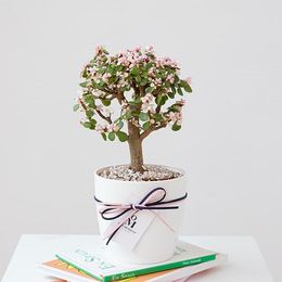 봄날의 기쁜소식, 행운목