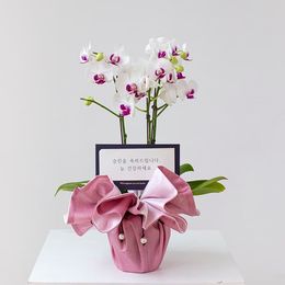 장수와 행운을 기원하는, 호접란