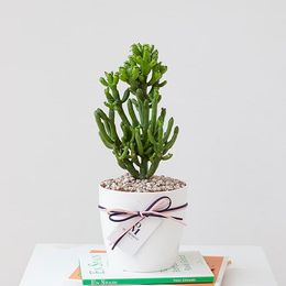 연두빛의 꽃, 연필선인장