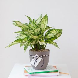 천연 가습기, 스노우 사파이어