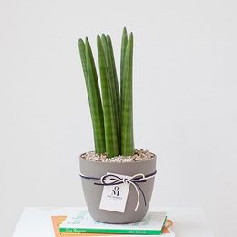 개업 승진축하, 스투키 화분