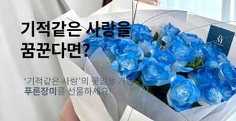 파란장미